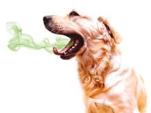 Bad Dog Breath Bad Dog Breath