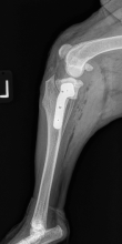 TPLO Post Surgical Radiographs