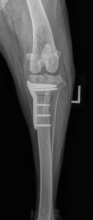 TPLO Post Surgical Radiographs