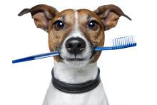 veterinary hospital veterinary hospital