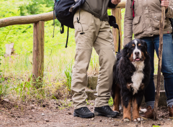 The Best Dog Breeds for Hiking