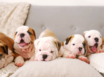 Frequently Asked Questions About Puppies, Answered by a Veterinarian