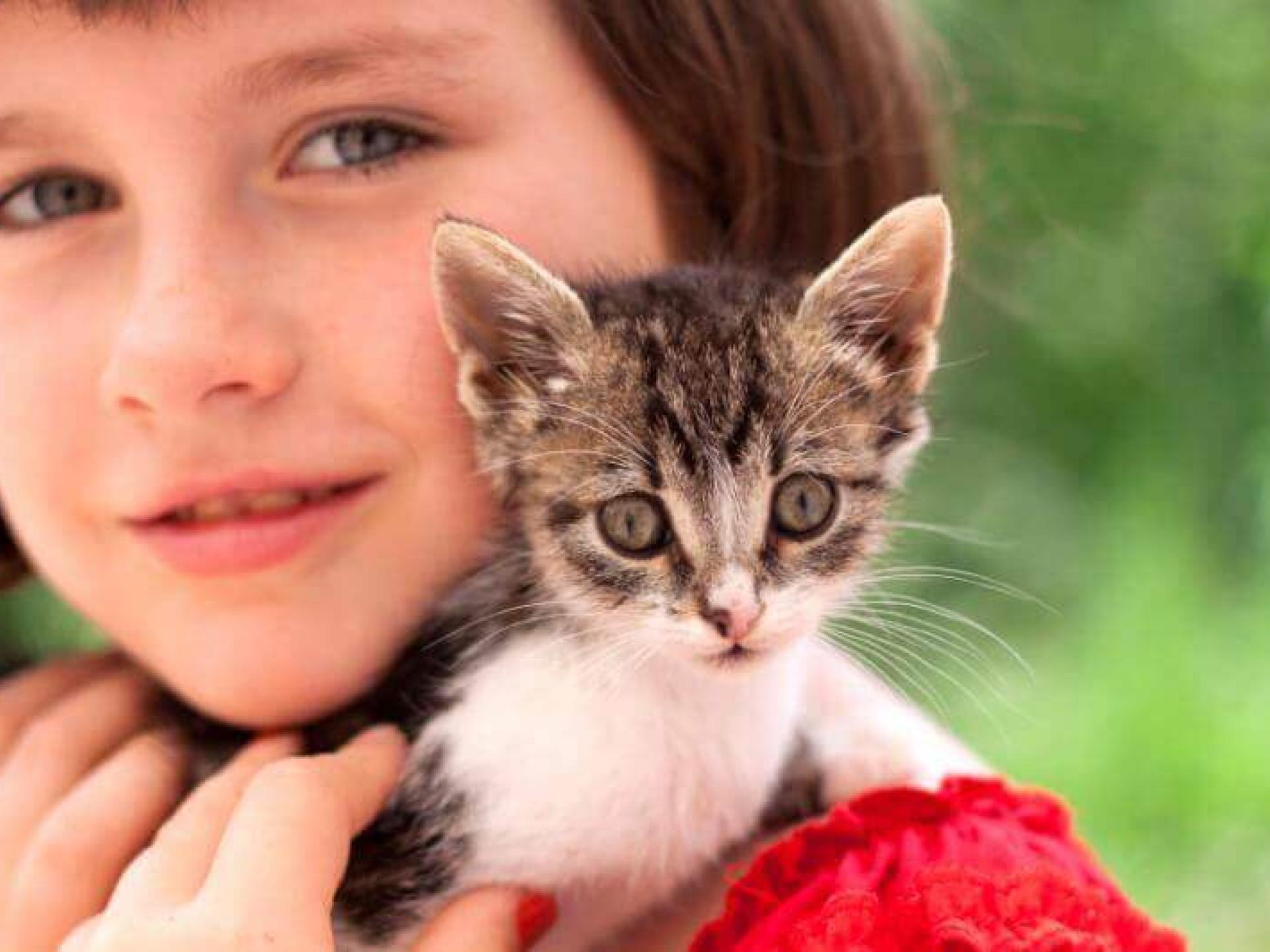 what to do when bringing a new kitten home