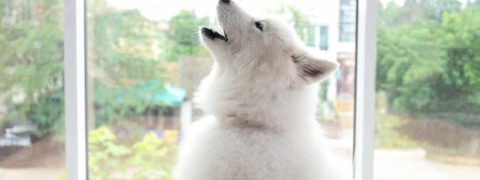 Samoyed howling with separation anxiety.