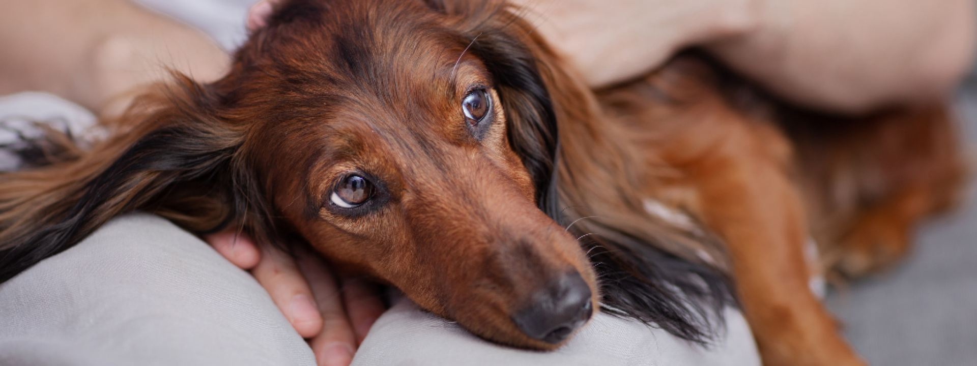 dachshund looks sad in the arms of the owner