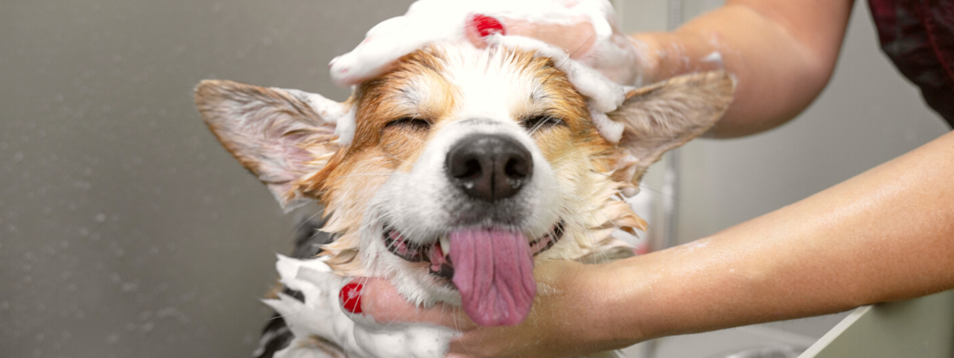 Dog taking a bubble bath in grooming salon.