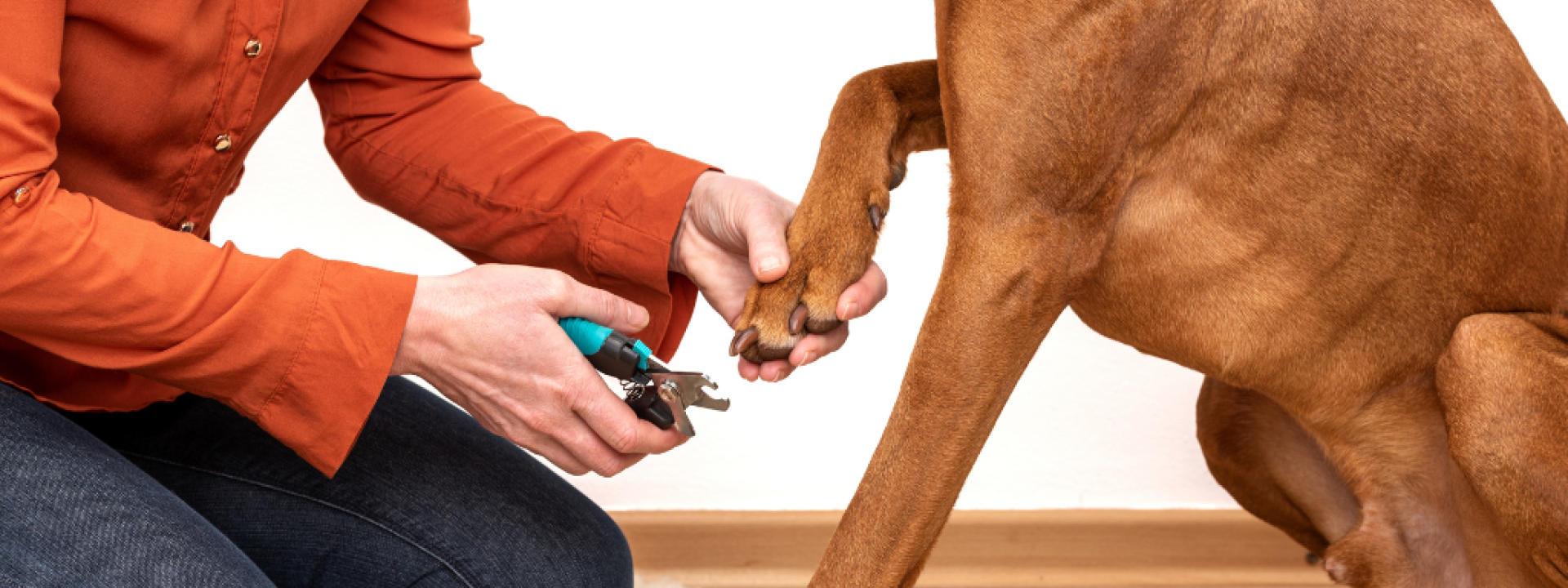 Dog nail clipping. Woman using nail clippers to shorten dogs nails.