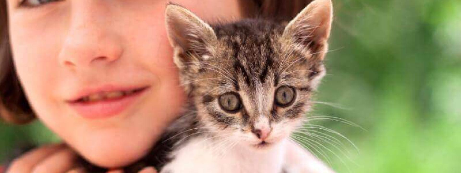 Bringing Home A New Kitten