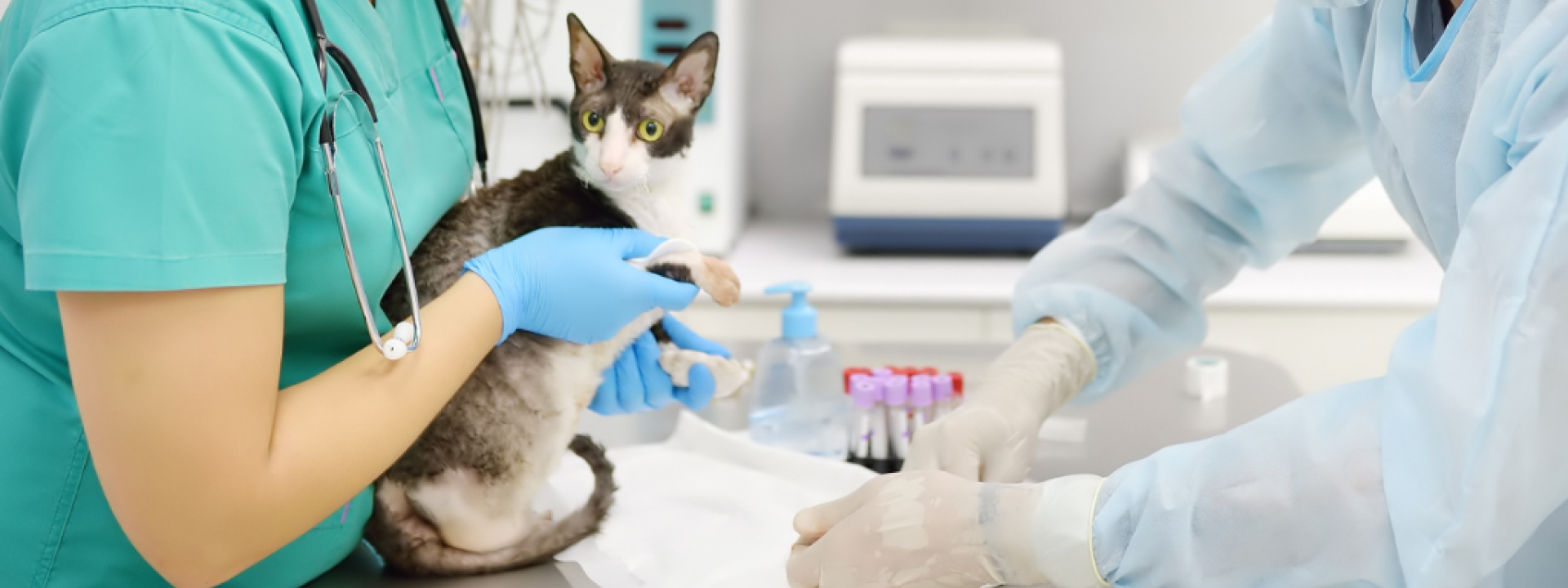 Early Detection: The Benefits of Routine Blood Work for Cats