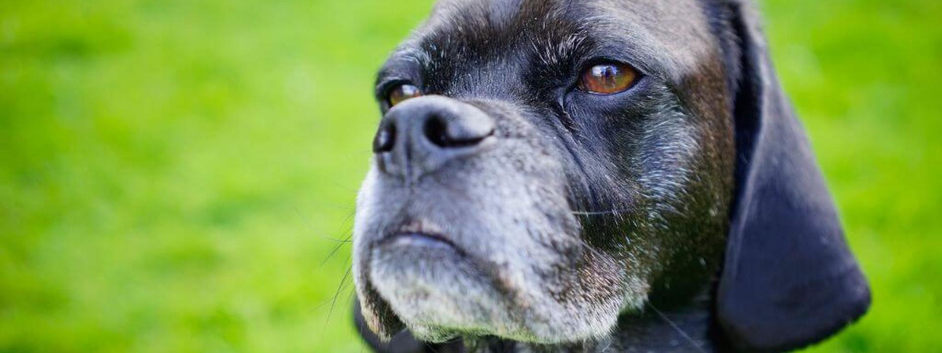 Senior black puggle.