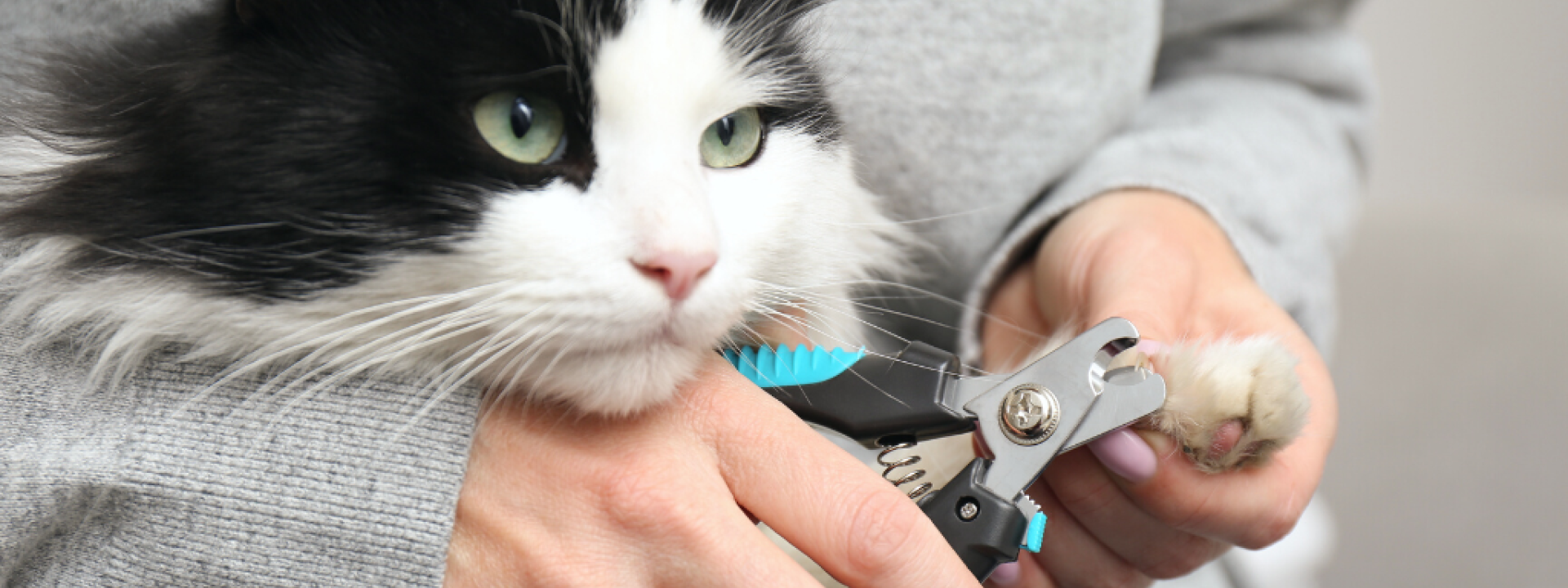 Clipping cat claws with nail clippers sales